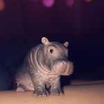 Profile Picture of Steven Abel (@steven_the_baby.hippo) on Instagram
