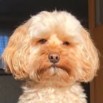 Profile Picture of Albert Dahl (@Albert-Dahl) on Facebook