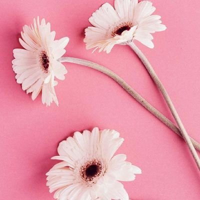 Profile Picture of Anindita Chakraborty (@Anindit04621731) on Twitter