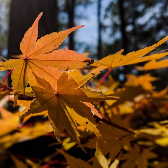 Profile Picture of Rayven Crowley (@rayvenarielle) on Poshmark