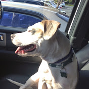 Profile Picture of Doug Sheppard (@dougsheppard1856) on Youtube