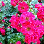 Profile Picture of Haskell Wardman (@572phaskell) on Instagram