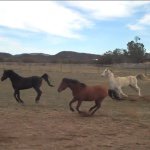 Carly - Instagram Profile Picture of Carly (@riding_with_hope_) on Instagram