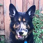 Profile Picture of Joel Hupp (@joelociraptor7) on Instagram