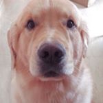 Jack Snow - Instagram Profile Picture of Jack Snow (@jacquebyjackdaniels) on Instagram