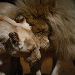 Profile Picture of Michael Bradley (@michael_bradley_wildlife) on Instagram