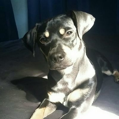 Profile Picture of Shea Dougherty (@SheaSabe) on Twitter