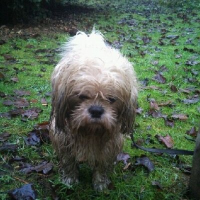 Steve Blackman - Twitter Profile Picture of Steve Blackman (@stevieb009) on Twitter