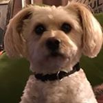 Profile Picture of Joe Shuler (@joe.shuler) on Instagram