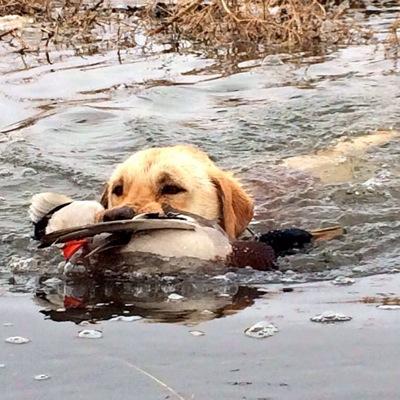 Profile Picture of Dillon Schroeder (@DillonandDrake) on Twitter