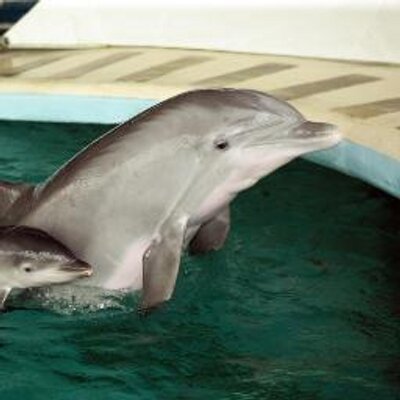 Profile Picture of Robert Burrows (@marmammal1) on Twitter