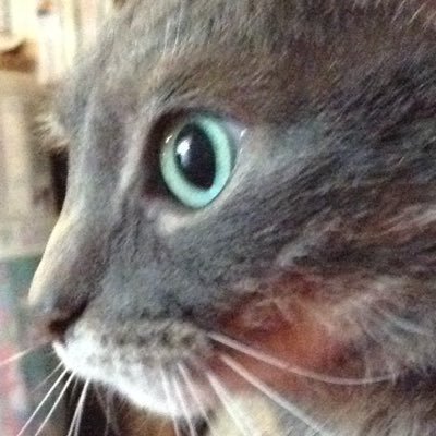 Profile Picture of Diane Manns (@diane2005rn) on Twitter