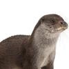 Profile Picture of 🦦 (@otterisstrange) on Tiktok