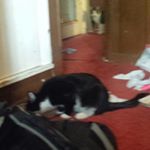 Profile Picture of james shifflett (@shifflett_james) on Instagram