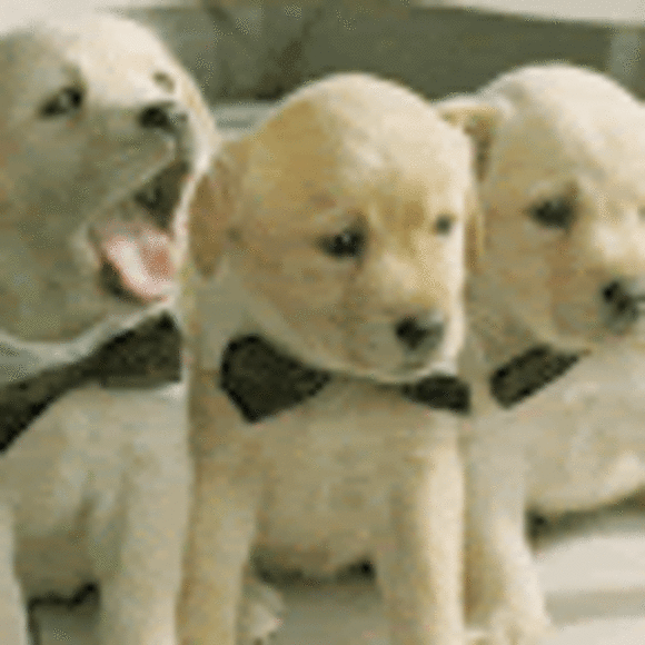 Profile Picture of Kate Knapp-pattee (@kknapp4878) on Poshmark