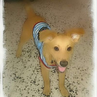 Profile Picture of Gustavo J. Almodóvar (@gustavojavier12) on Twitter