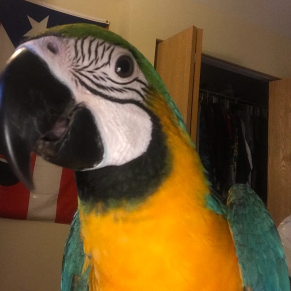 Profile Picture of Adrian Suarez (@suarezadrian123) on Poshmark