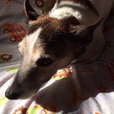 Profile Picture of おぐぐ (@__lindhard__) on Twitter