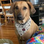 Profile Picture of Bear Michael Young (@missionimpawsible_) on Instagram