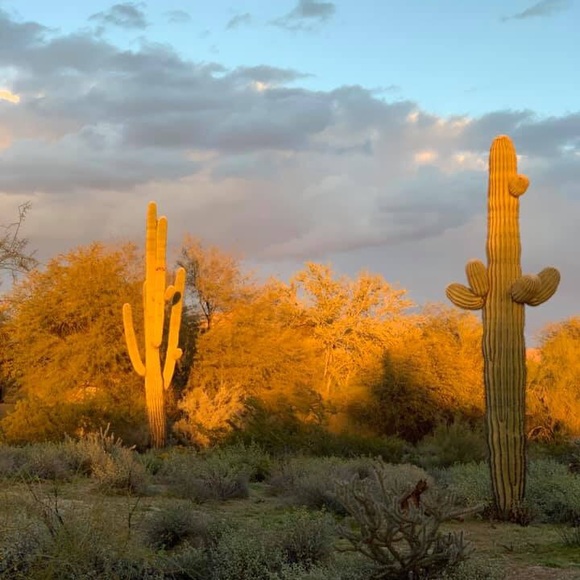 Profile Picture of Joan Siebert (@jcupcake7) on Poshmark