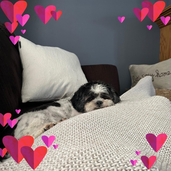 Profile Picture of Sandra Curry (@sandracurry815) on Poshmark