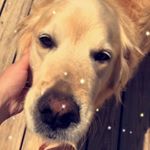 Profile Picture of Dudley Cecil (@_dudley._.dog_) on Instagram