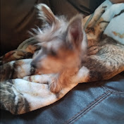 Profile Picture of Jimmy Sosa (@JimmySosa-dz4wf) on Youtube