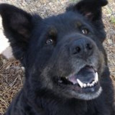 Profile Picture of Debbie Hoffmann (@debbiendogs) on Twitter