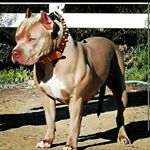 Profile Picture of Mitchell Forbes (@mitch_forbes17) on Instagram