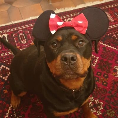 Profile Picture of David Rogalski (@CriticalHaze420) on Twitter