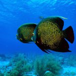 Cody Norvell - Instagram Profile Picture of Cody Norvell (@awesomnes231) on Instagram