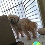 Profile Picture of Joy Pablo fofinho (@joy_pablofofinho1) on Instagram