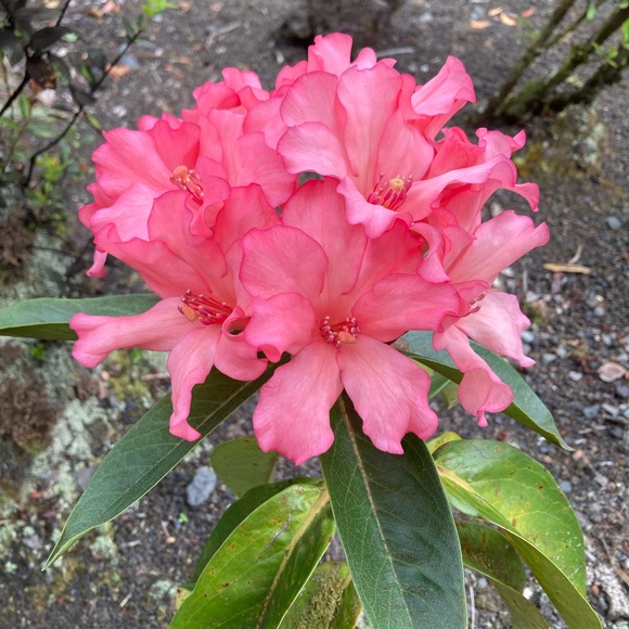 Profile Picture of Aj Joseph (@thwhtrabbit1) on Poshmark