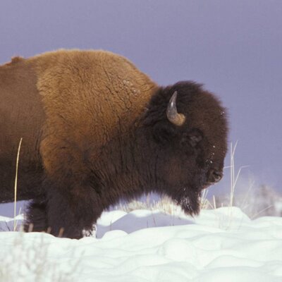 Profile Picture of AmericanBison (@KeithAune) on Twitter