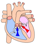 Profile Picture of Systoleon Wikipedia