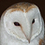 Profile Picture of steve thomas (@stevethomas74) on Flickr