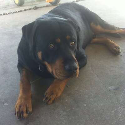 Profile Picture of Shay Hallon Twitter