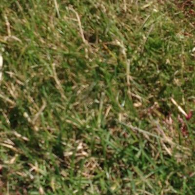 Profile Picture of Andrew Tromicat (@AndresTimon1911) on Twitter