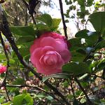 Profile Picture of FongMak (@fongmakconnie) on Instagram