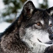 Profile Picture of Taylor Jeffreys (@taylorjeffreys6035) on Youtube