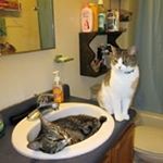 Profile Picture of Beverly Heath (@snugglesthecat48) on Instagram