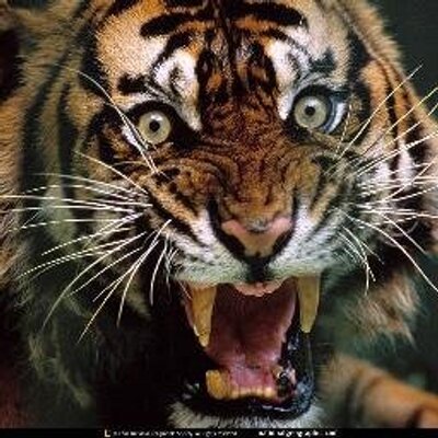 Profile Picture of Chandan Mukherjee (@Chandanmukherj) on Twitter