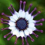 Profile Picture of Annie Lynn Foster (@anniefoster909) on Instagram