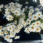 S Peter Eskildsen - Instagram Profile Picture of S Peter Eskildsen (@spetereskildsen) on Instagram