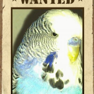 Profile Picture of Katja Drephal (@katjadrephal1) on Twitter