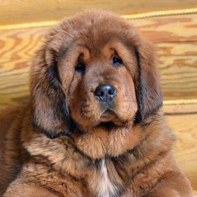 Profile Picture of Michael Gurrola (@gurrola_michael) on Twitter