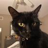 Profile Picture of alyssahaney (@@alyssahaneyy) on Tiktok