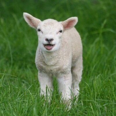 Profile Picture of Larry The Monk (@monkmadness911) on Twitter