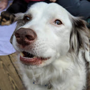 Profile Picture of Thomas Guyton (@inspectorguyton) on Youtube