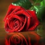 Profile Picture of Danya Abu Rmaileh (@danya.abu.rmaileh) on Facebook